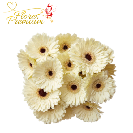 10 GERBERAS A GRANEL