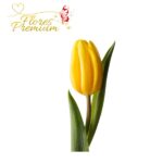 TULIPAN ADICIONAL