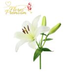 LILIUM ADICIONAL