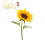 GIRASOL ADICIONAL