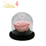 ROSA PRESERVADA EN CUPULA BAJA