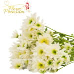 10 VARAS DE MARGARITAS OFERTA