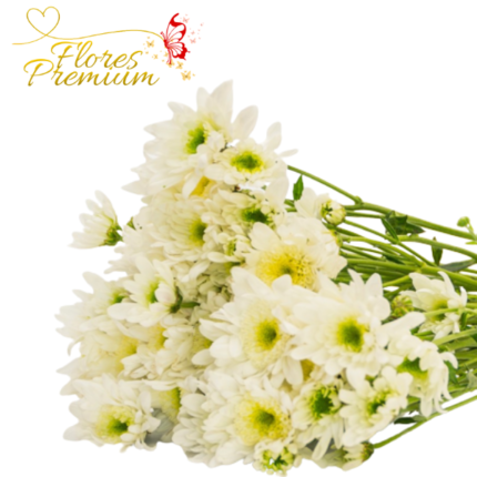 10 VARAS DE MARGARITAS OFERTA