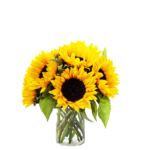 CILINDRO DE GIRASOLES