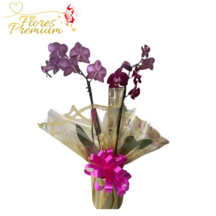 HERMOSA ORQUIDEA DE 2 VARAS