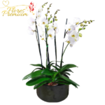 LUJOSAS PLANTAS DE ORQUIDEA